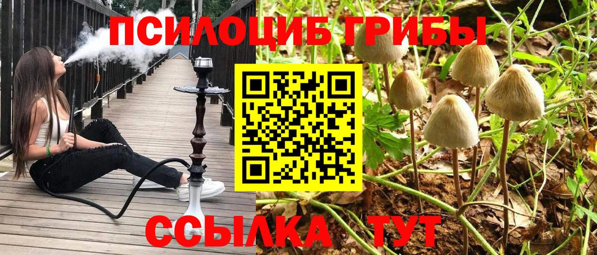 Псилоцибиновые грибы Cubensis Старая Купавна